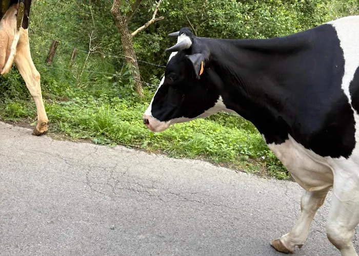 Holiday home Casa Guardamino - Naturaleza